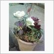 寄せ植えその２