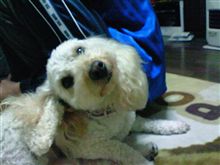 悪質　信号無視　ε=(｡･ω&#180;･｡|Ｕゃ､ｷ---ん!!!!