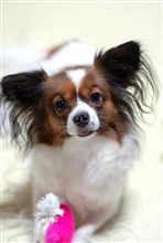 久しぶりの洗犬。