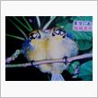 12月13日は