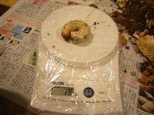 今年も不作？
