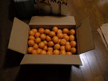 みかんみかんみかーん