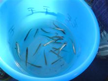 本日の釣果