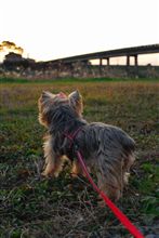 夕暮れ、モモは何思う。