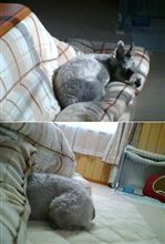 こたつ犬