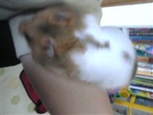 冬眠する気か？