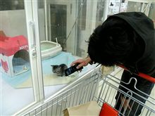 １１玉