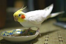 ルークの近況