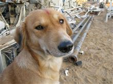 インド犬