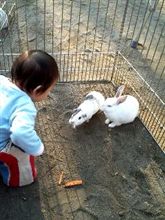 動物と初接触