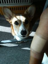 やられました！