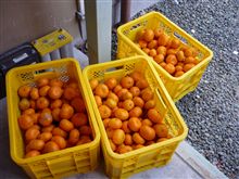 青島くん収穫