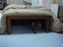こたつ犬Ⅱ