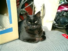 うちにいる猫
