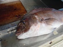 真鯛 釣りました~♪ 真鯛 釣りました~♪