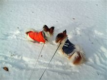 雪山探犬隊
