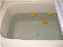 今度は1日遅いですが(^-^;A