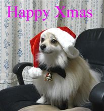 クリスマスだワン