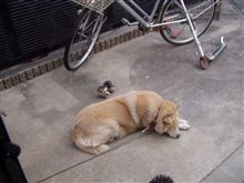凍えるよ~(--)