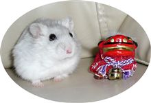 全国デビュー前