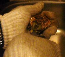 カキの開け方。
