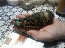 通販で伊勢えび頼んだら…