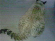 休みがないというのに 休みがないというのに