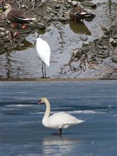 …なら、白鳥はいいのか？？