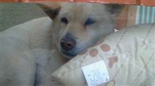 犬は喜び庭かけまわり