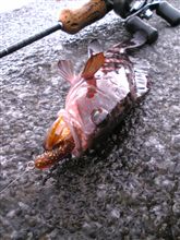 釣り納め