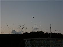 黒い集団…((;ﾟДﾟ)ｶﾞｸｶﾞｸﾌﾞﾙﾌﾞﾙ
