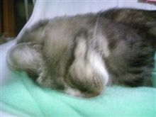 mochaさん　お風呂に入りませんか？
