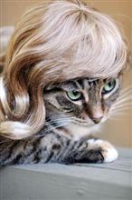 猫用？必要？。。