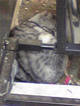 ギザカワユス