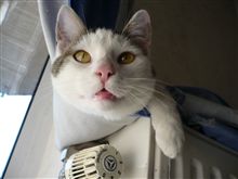 本日病欠。