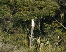 大崎珍鳥発見オフ~! 大崎珍鳥発見オフ~!