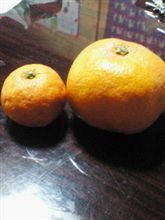 訳ありみかん購入