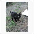近所の猫ちゃん。