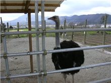 こんなん食べました