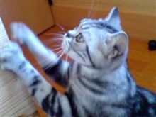 うちのメス猫たん....