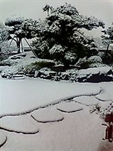 ここ最近の雪。