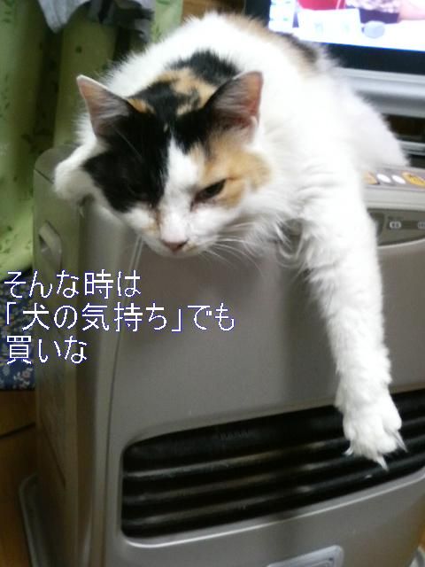 犬すねる Genesicのブログ 狭い日本そんなに急いでシビックrでどこに行く みんカラ