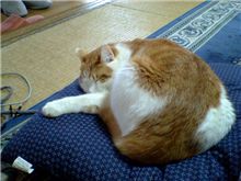 癒し系動物・・・