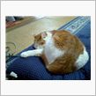 癒し系動物・・・