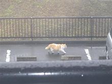 デ○ネコ（=・э・=）