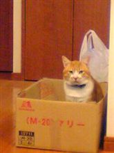 実家の猫 ２