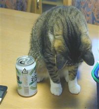 お願いだぁ～…