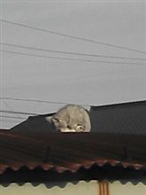 ねこ(*^-^*) ねこ(*^-^*)