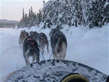 Alaska-犬ぞり Alaska-犬ぞり