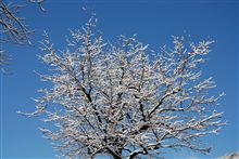 融雪剤ってのを見た